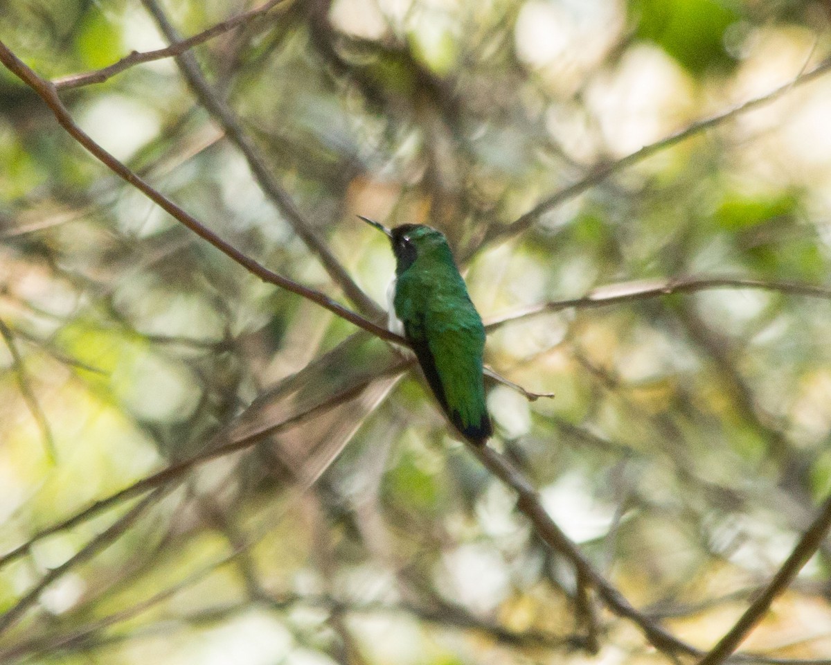 kolibřík černouchý - ML430888401