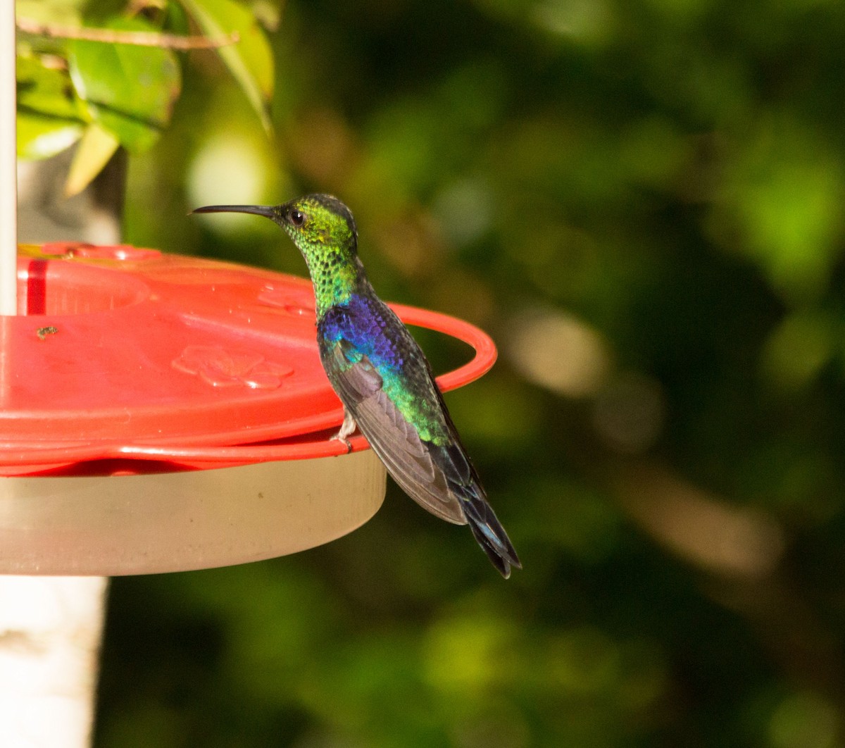 Long-tailed Woodnymph - ML430888951