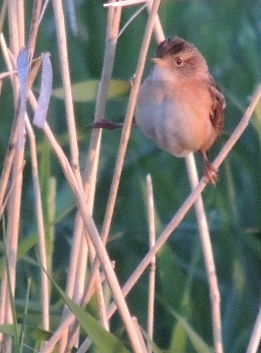 Sedge Wren - ML430889281
