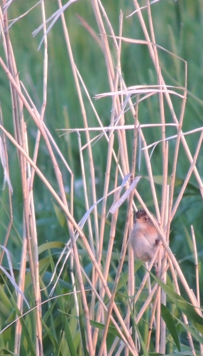 Sedge Wren - ML430889321