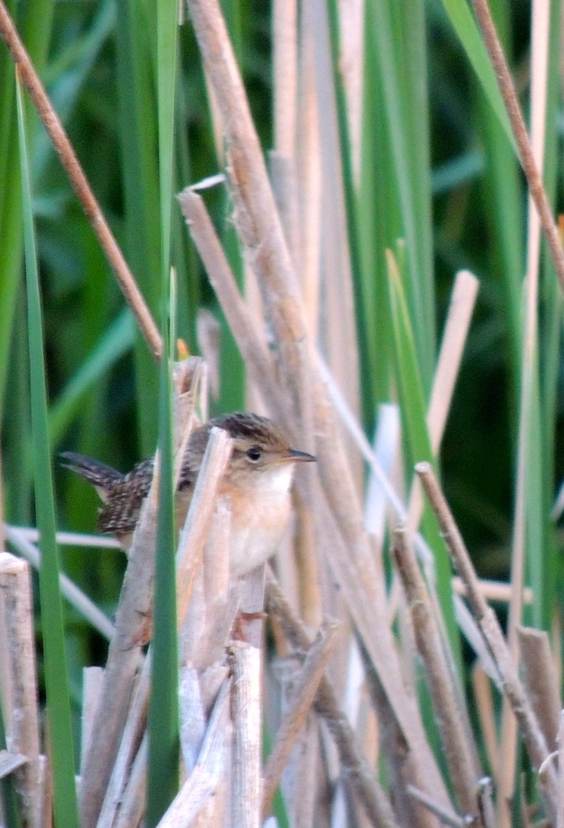 Sedge Wren - ML430889331