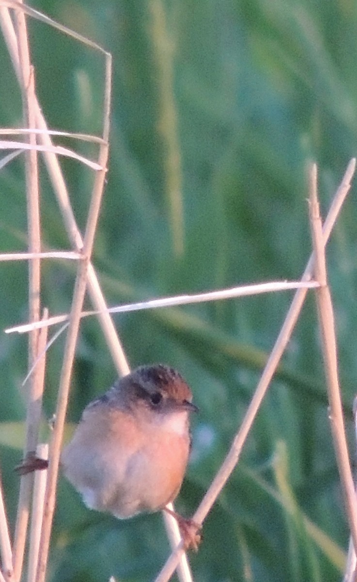 Sedge Wren - ML430889351