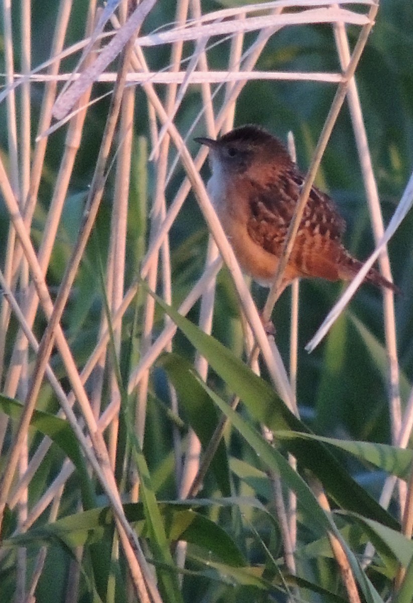 Sedge Wren - ML430889361