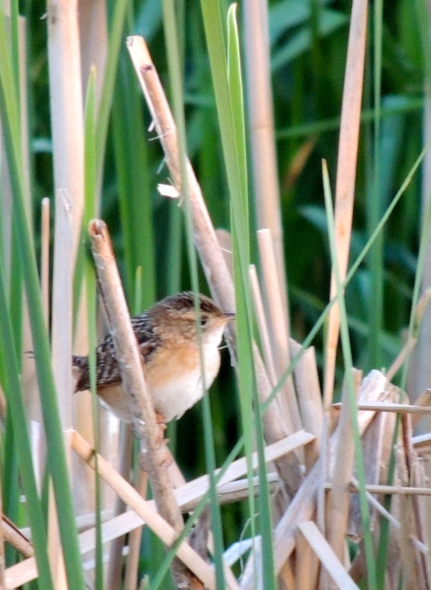 Sedge Wren - ML430889391