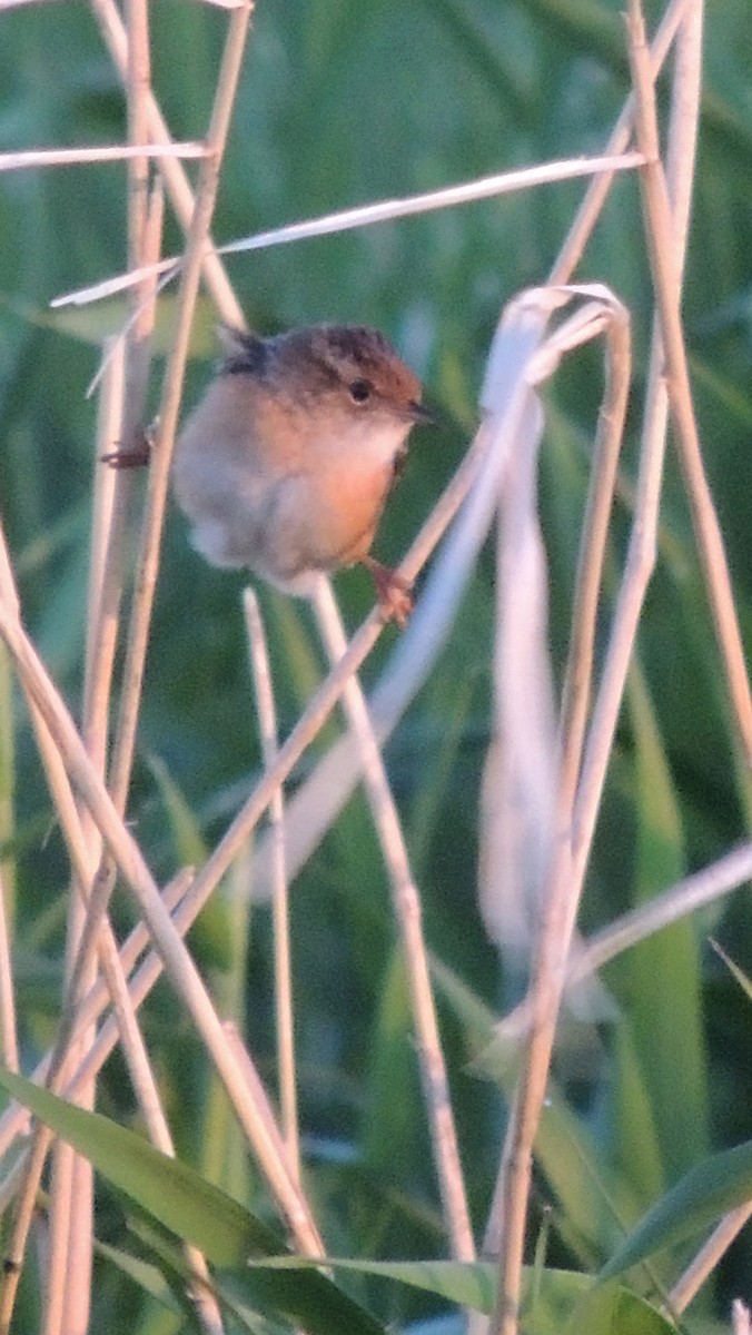 Sedge Wren - ML430889401