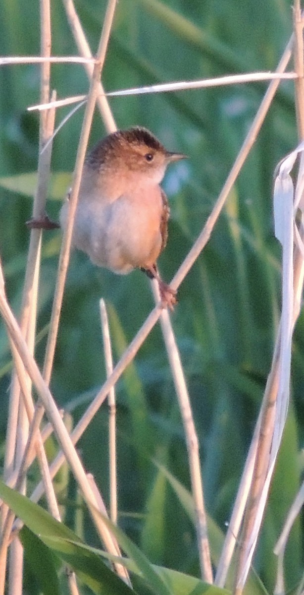 Sedge Wren - ML430889411