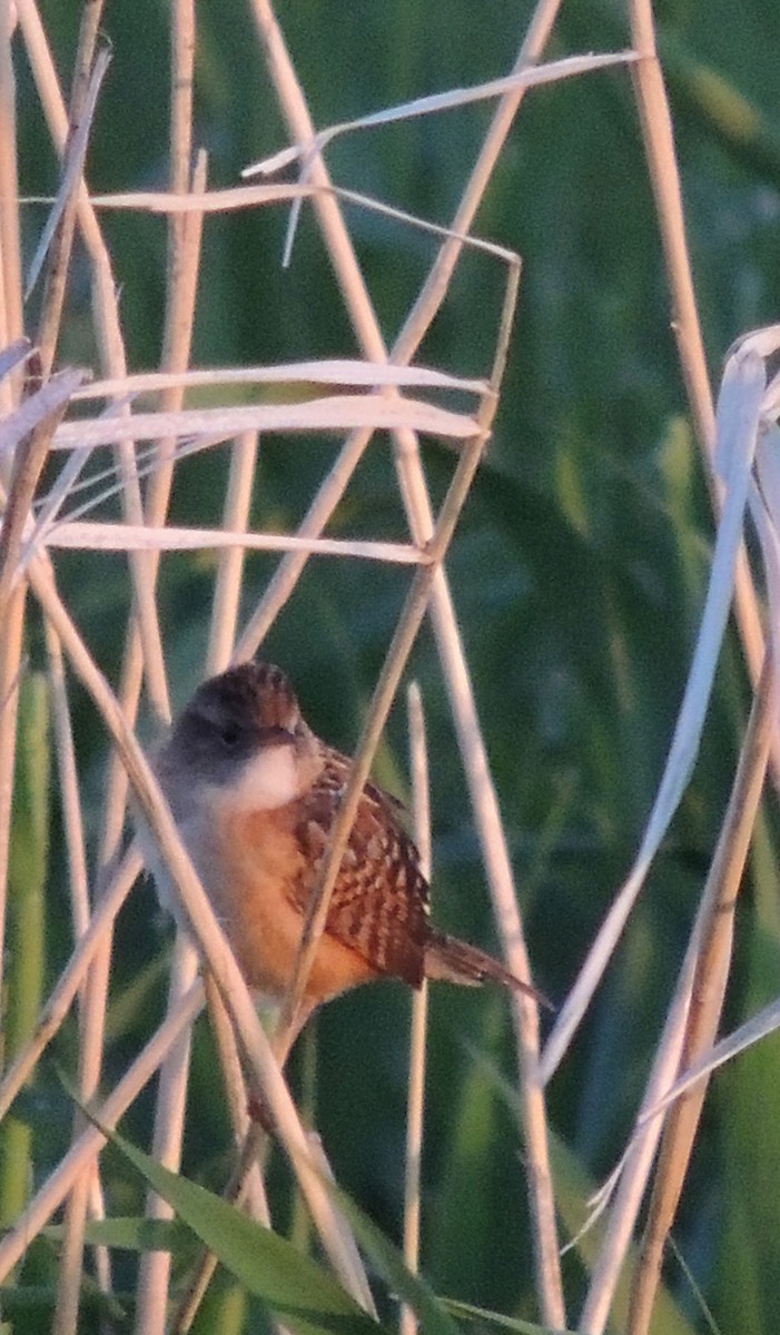 Sedge Wren - ML430889421