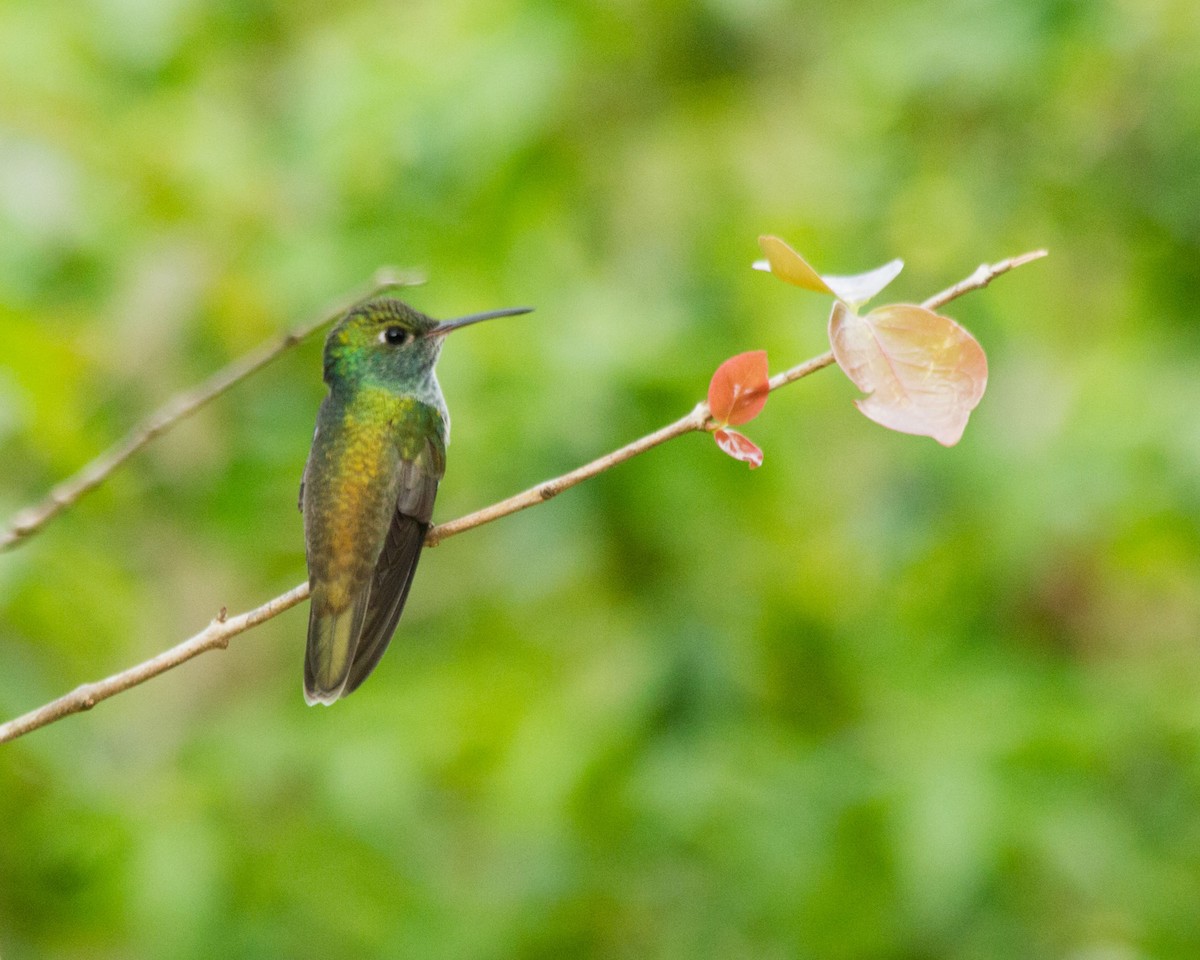 Versicolored Emerald - José Clarindo Silva