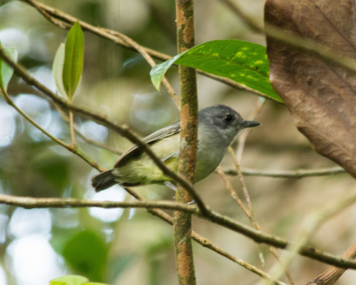 Plain Antvireo - José Clarindo Silva