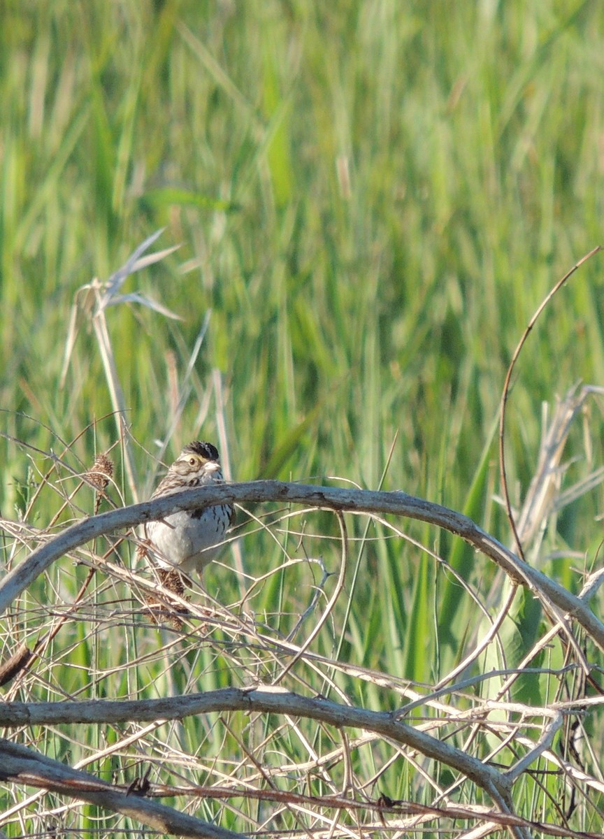 Savannah Sparrow - ML430890421