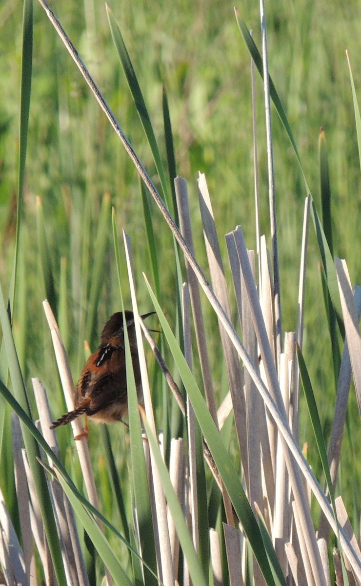 Marsh Wren - ML430890791