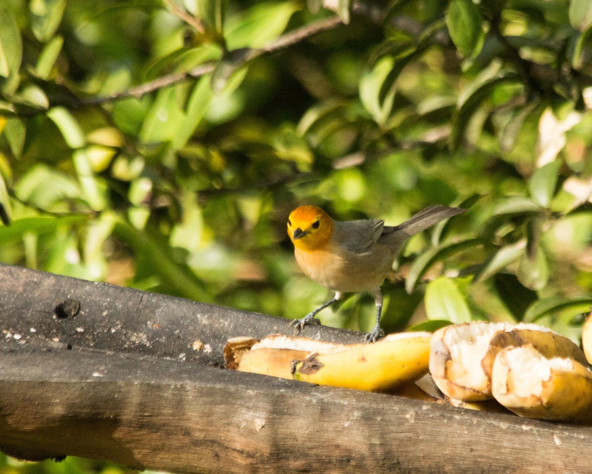 Orange-headed Tanager - ML430890801