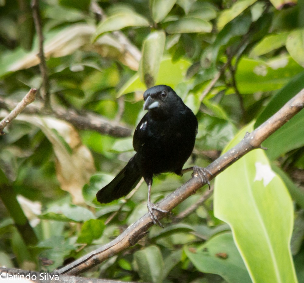 White-lined Tanager - ML430891131