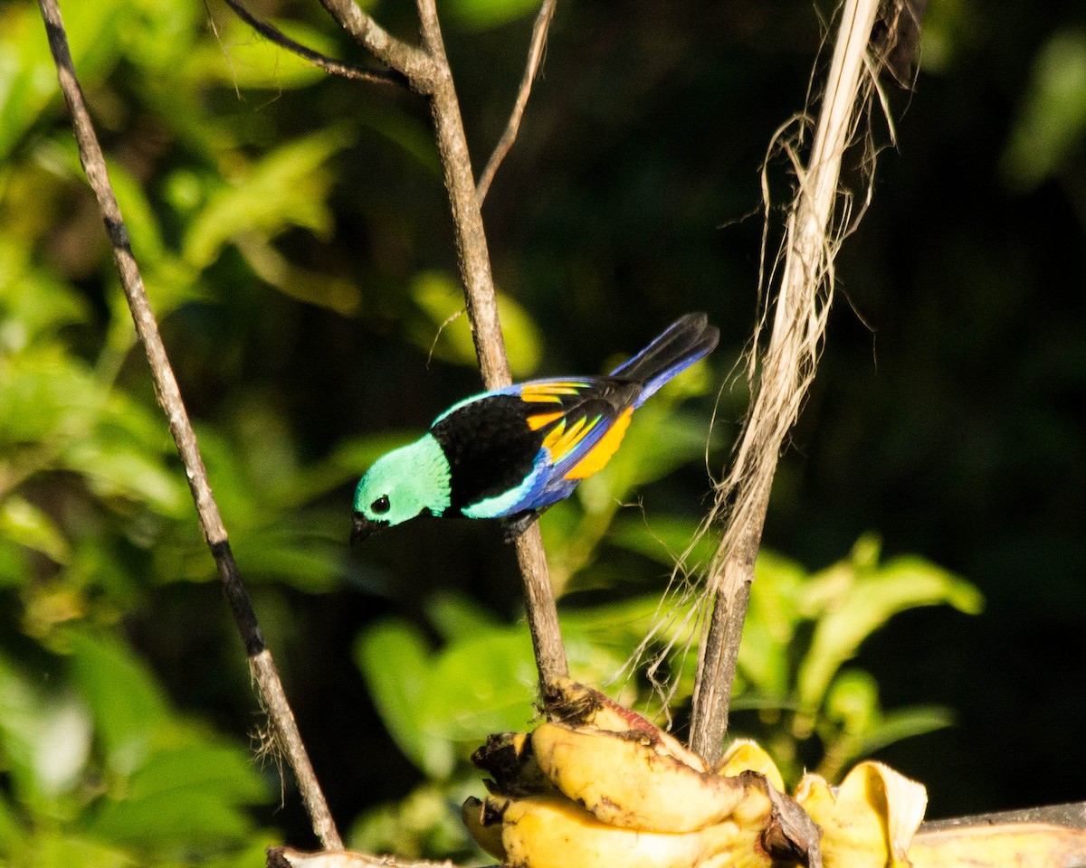 Seven-colored Tanager - ML430891511