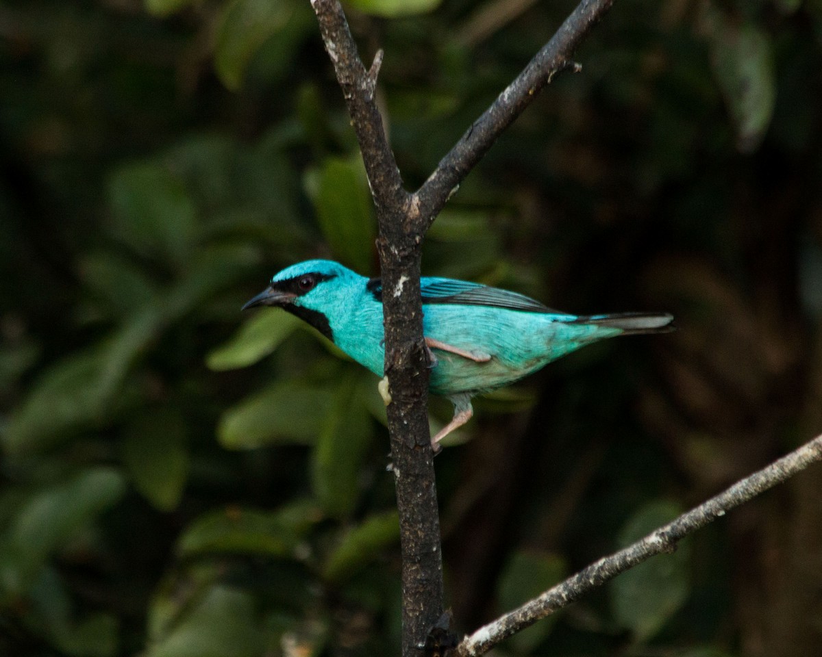 Blue Dacnis - José Clarindo Silva