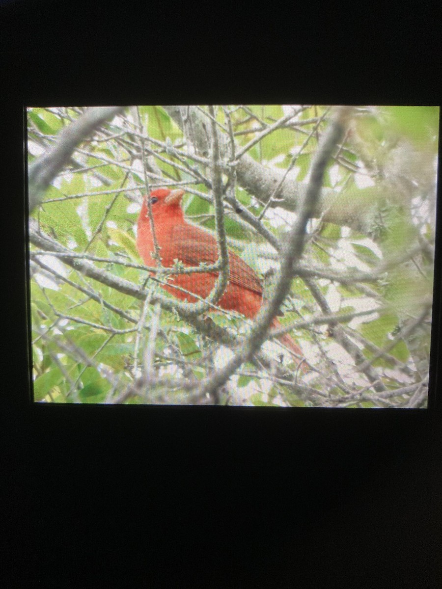 Summer Tanager - ML430892231