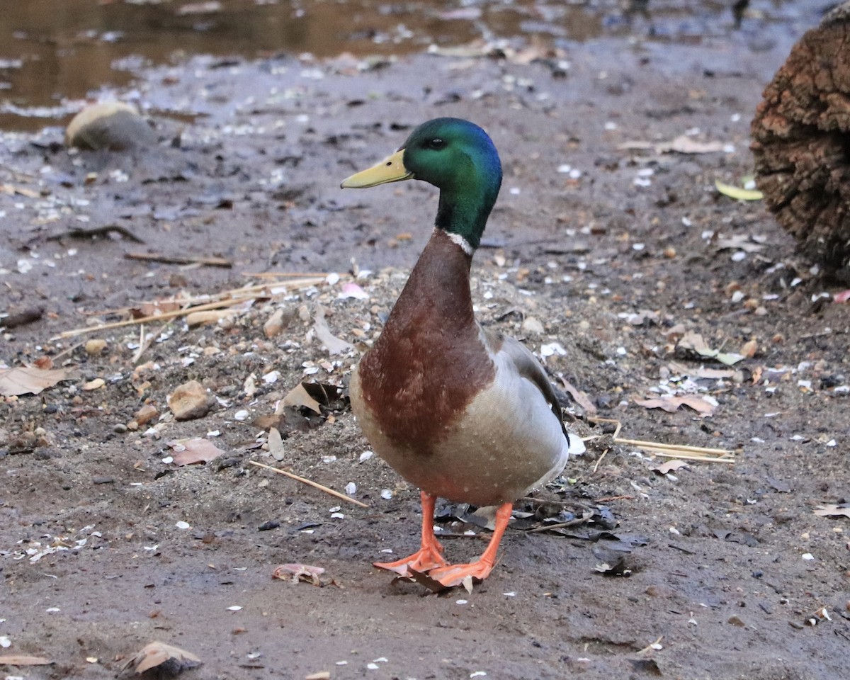 Mallard - ML430892491