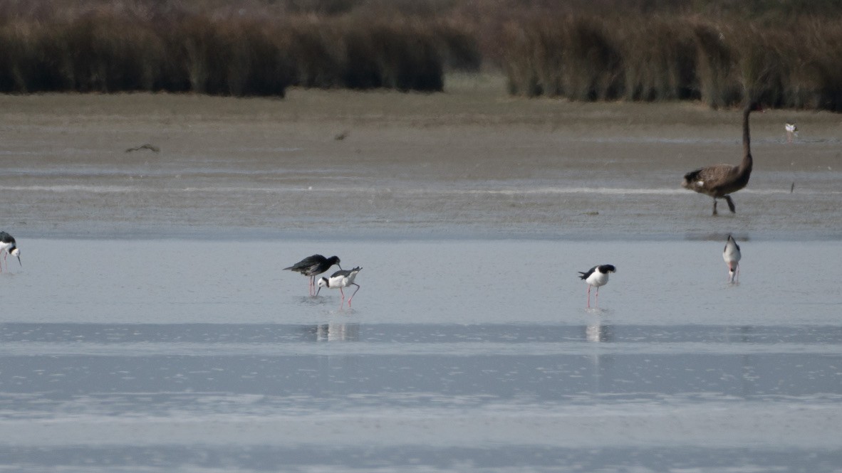 Pied x Black Stilt (hybrid) - ML430893321