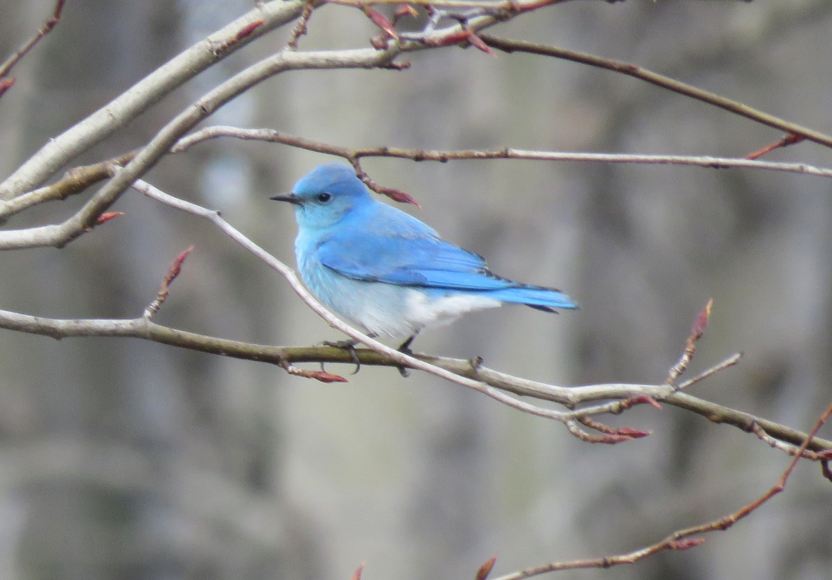 Mountain Bluebird - ML430893851