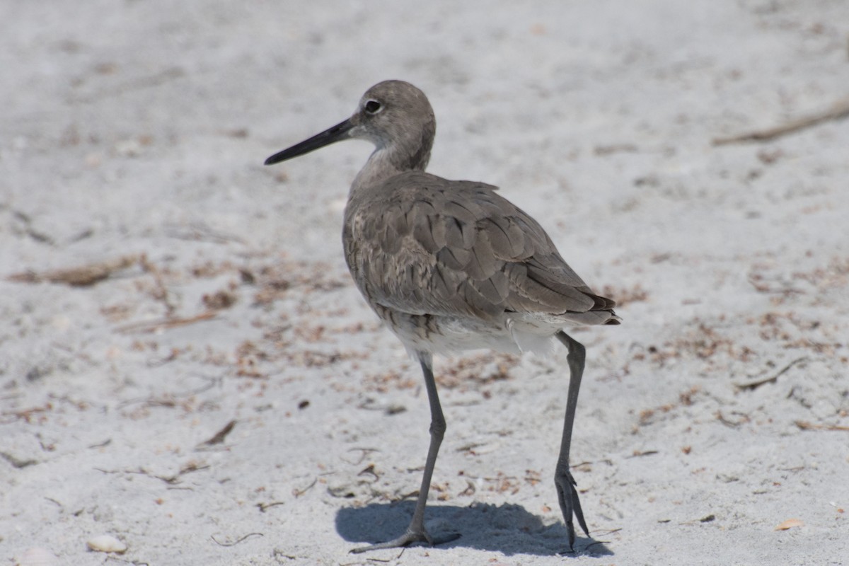 Willet - ML430894491