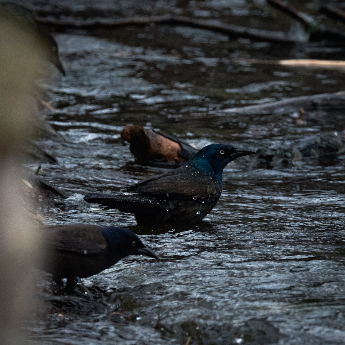 Common Grackle - ML430894561