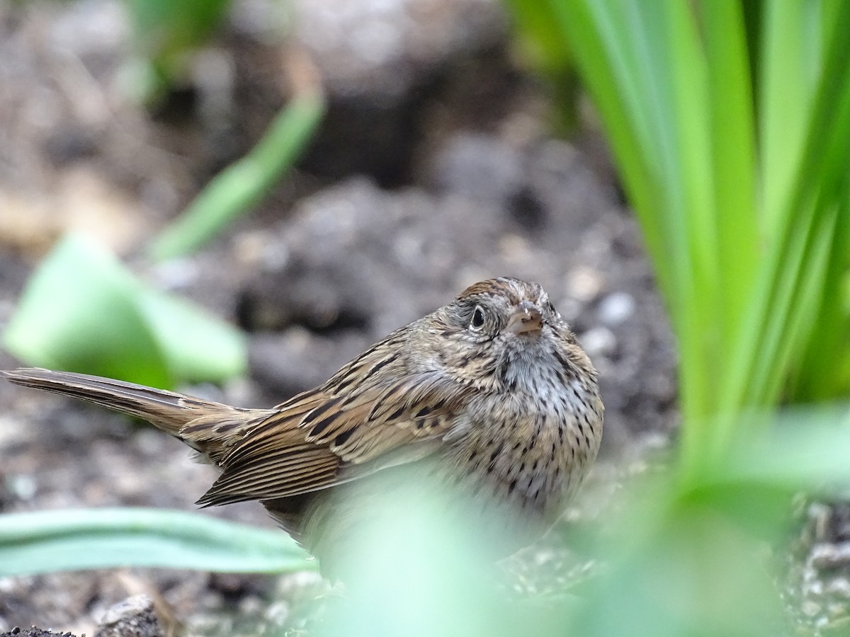 Lincoln's Sparrow - ML430895841
