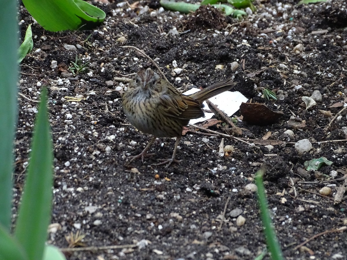 Lincoln's Sparrow - ML430895851