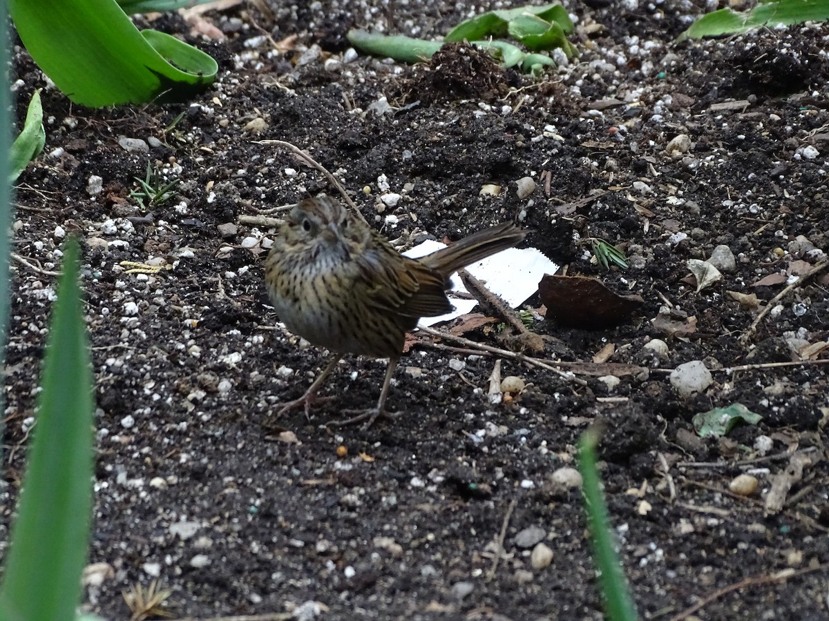 Lincoln's Sparrow - ML430895861