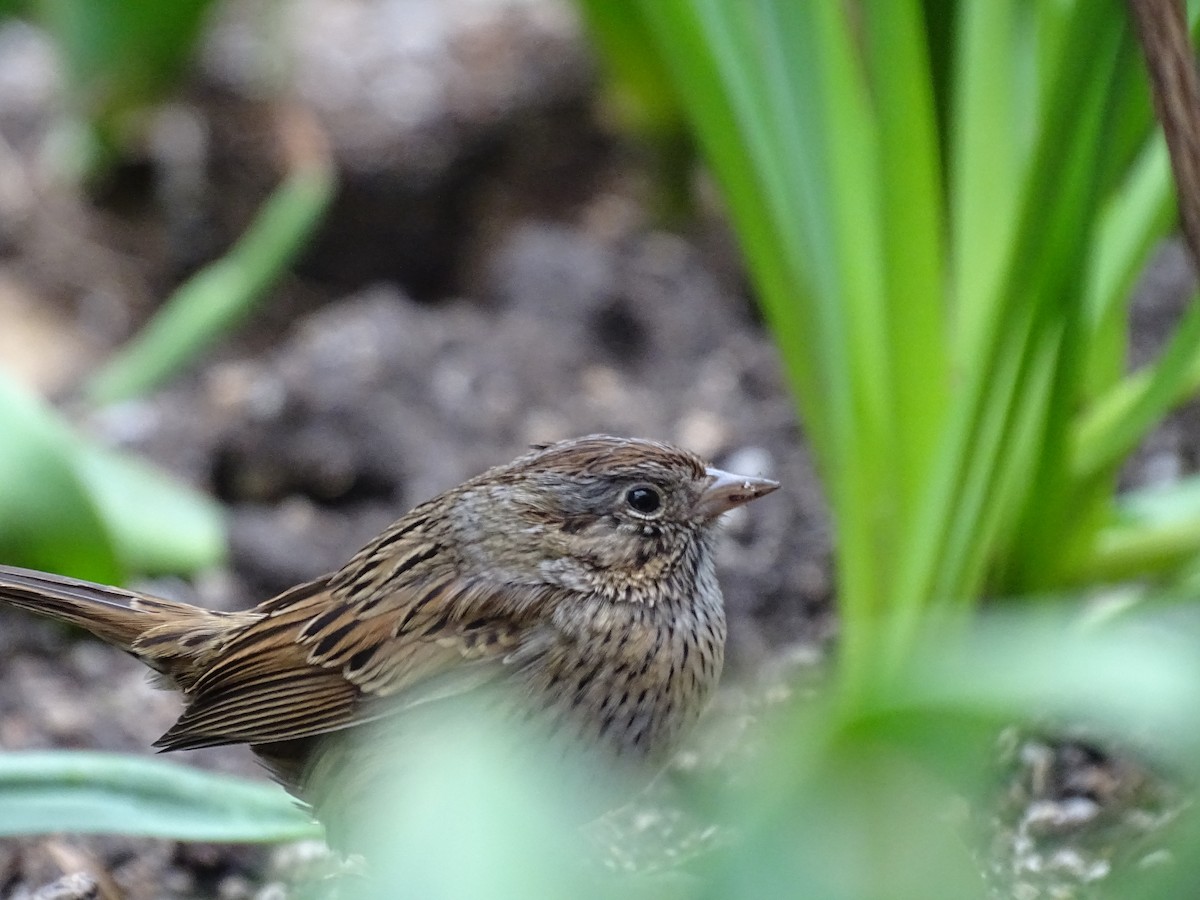 Lincoln's Sparrow - ML430895871