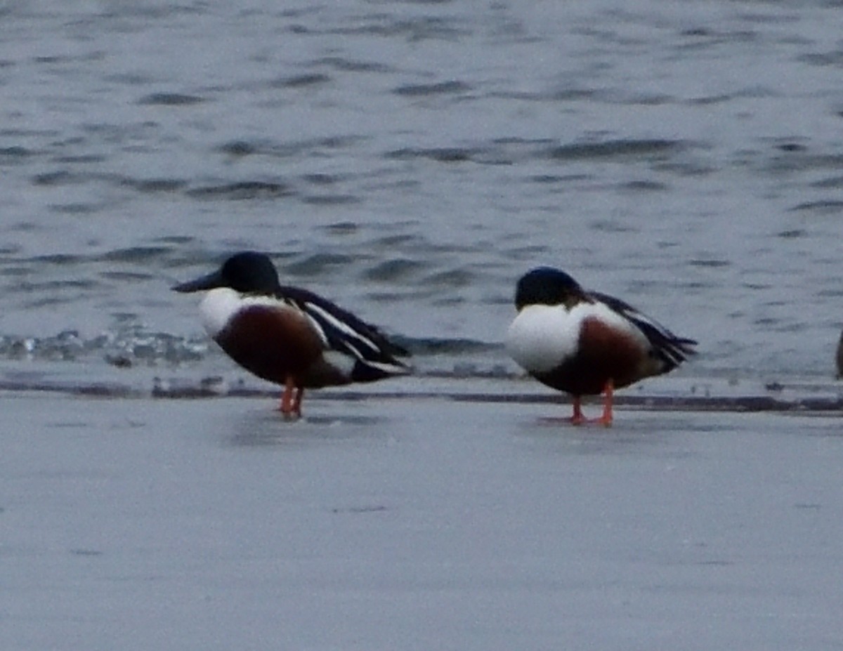 Northern Shoveler - ML430897461