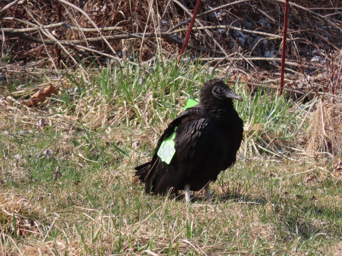 Black Vulture - ML430897651