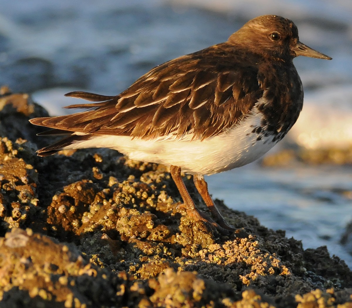 Black Turnstone - ML43089801