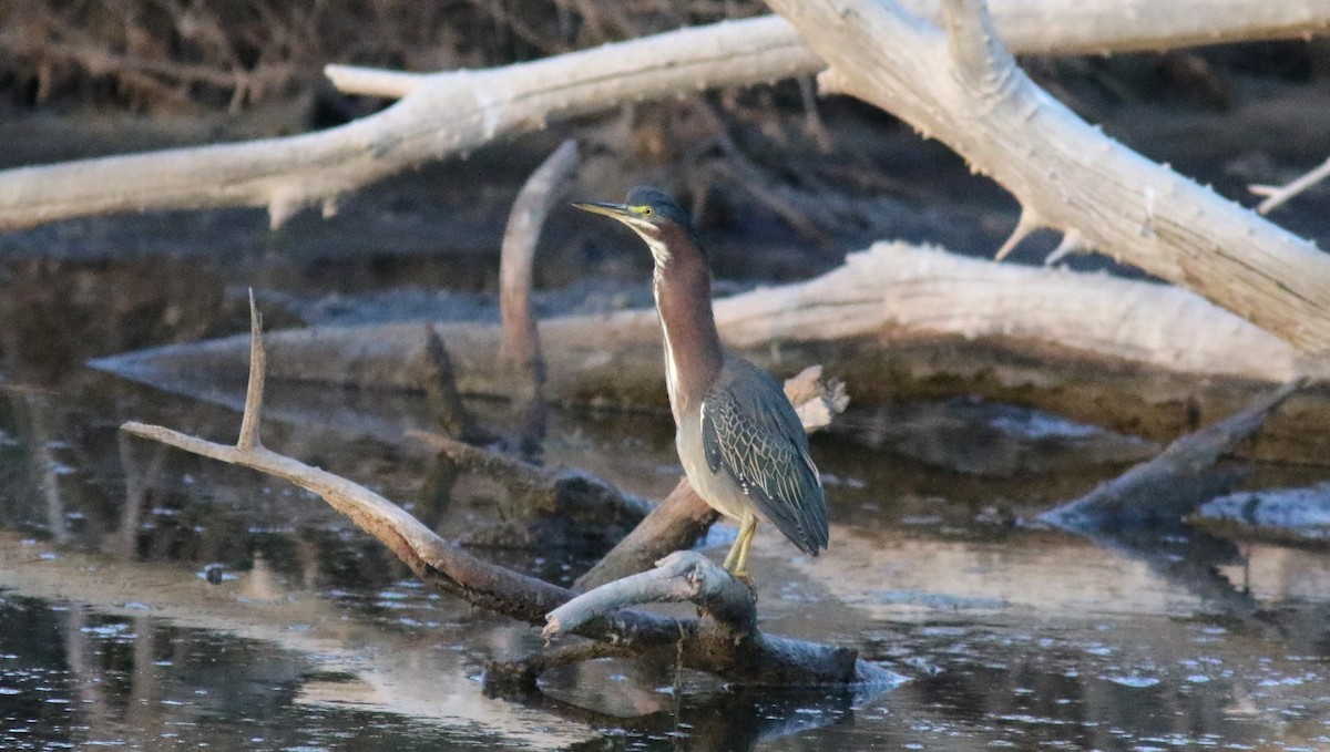 Green Heron - ML43089851