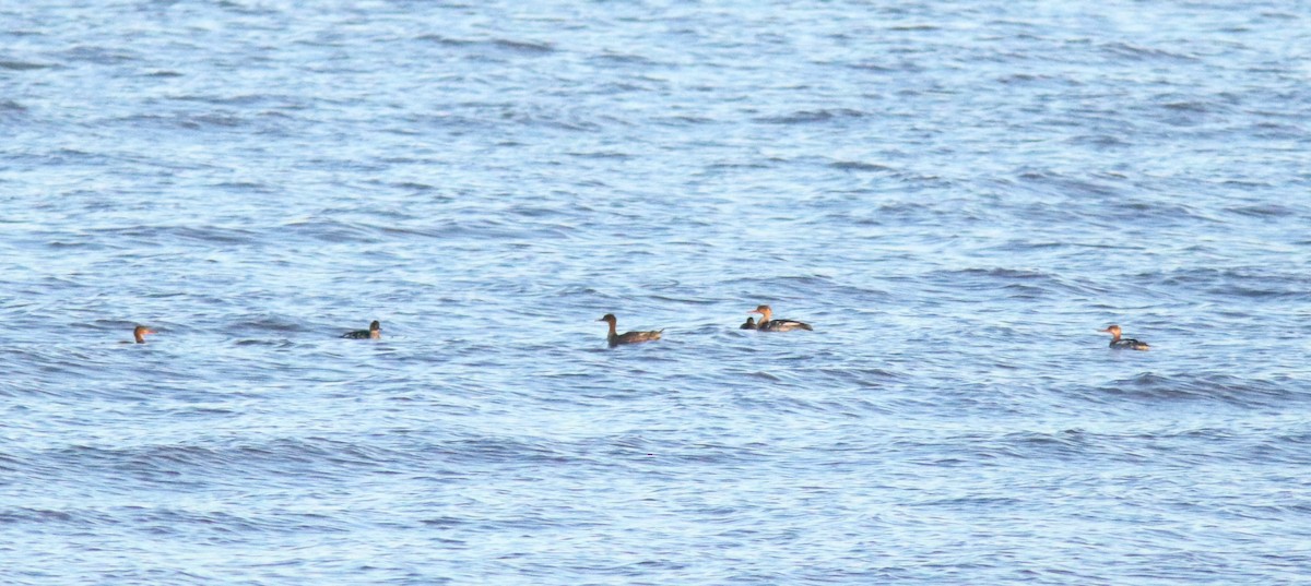 Red-breasted Merganser - ML43089951