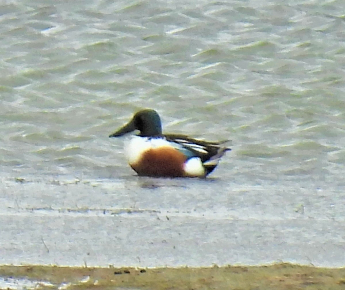 Northern Shoveler - ML430899891