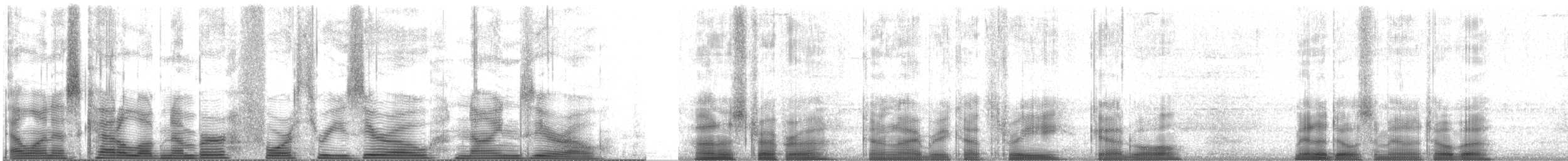 Schnatterente - ML43090
