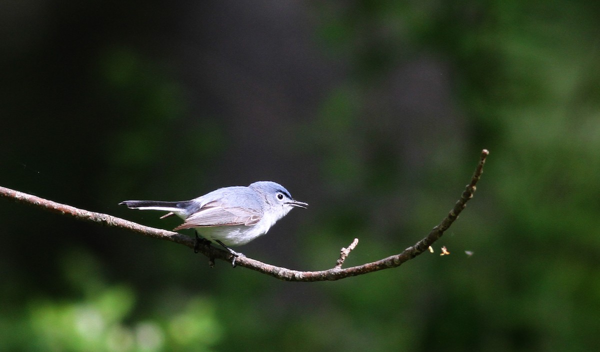 Gobemoucheron gris-bleu (caerulea) - ML43090001