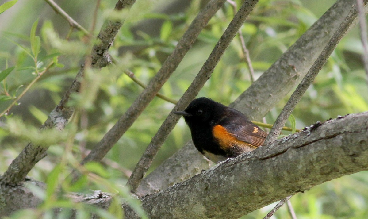 American Redstart - ML43090041