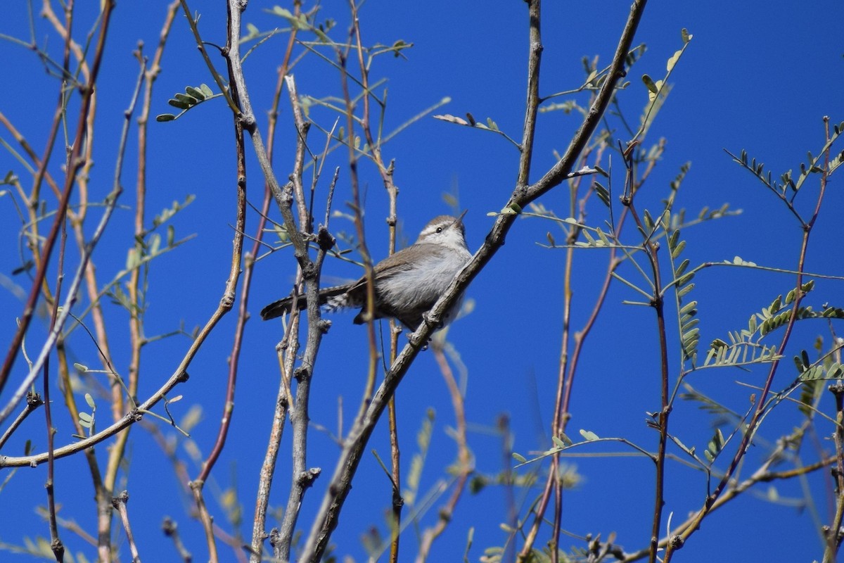 Bewick's Wren - ML430900931