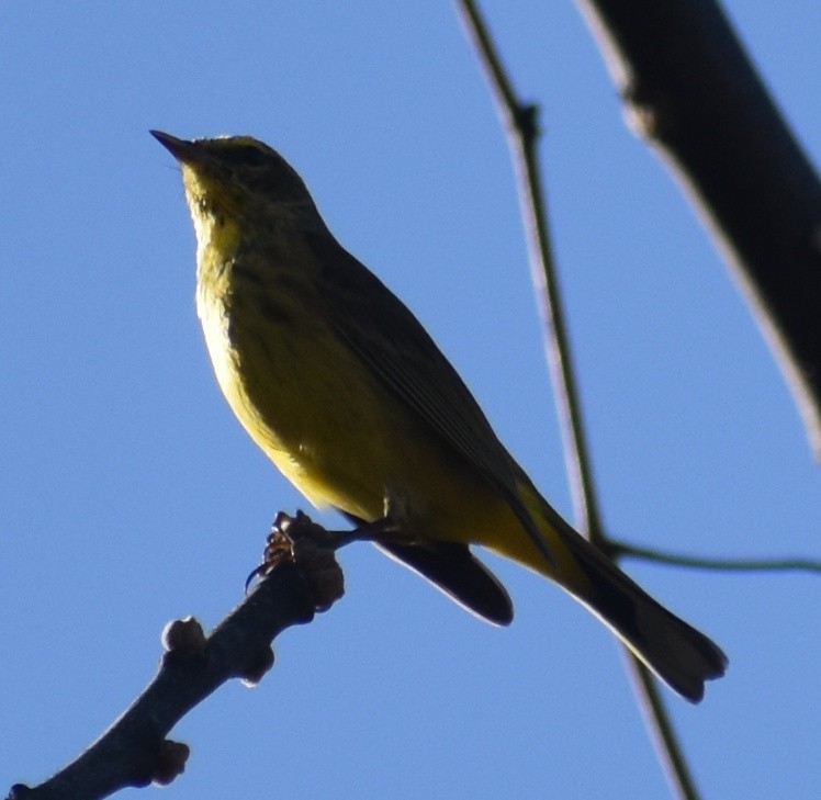 Palm Warbler - Ray Doyle