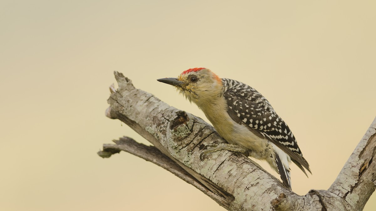 Red-crowned Woodpecker - ML43090261