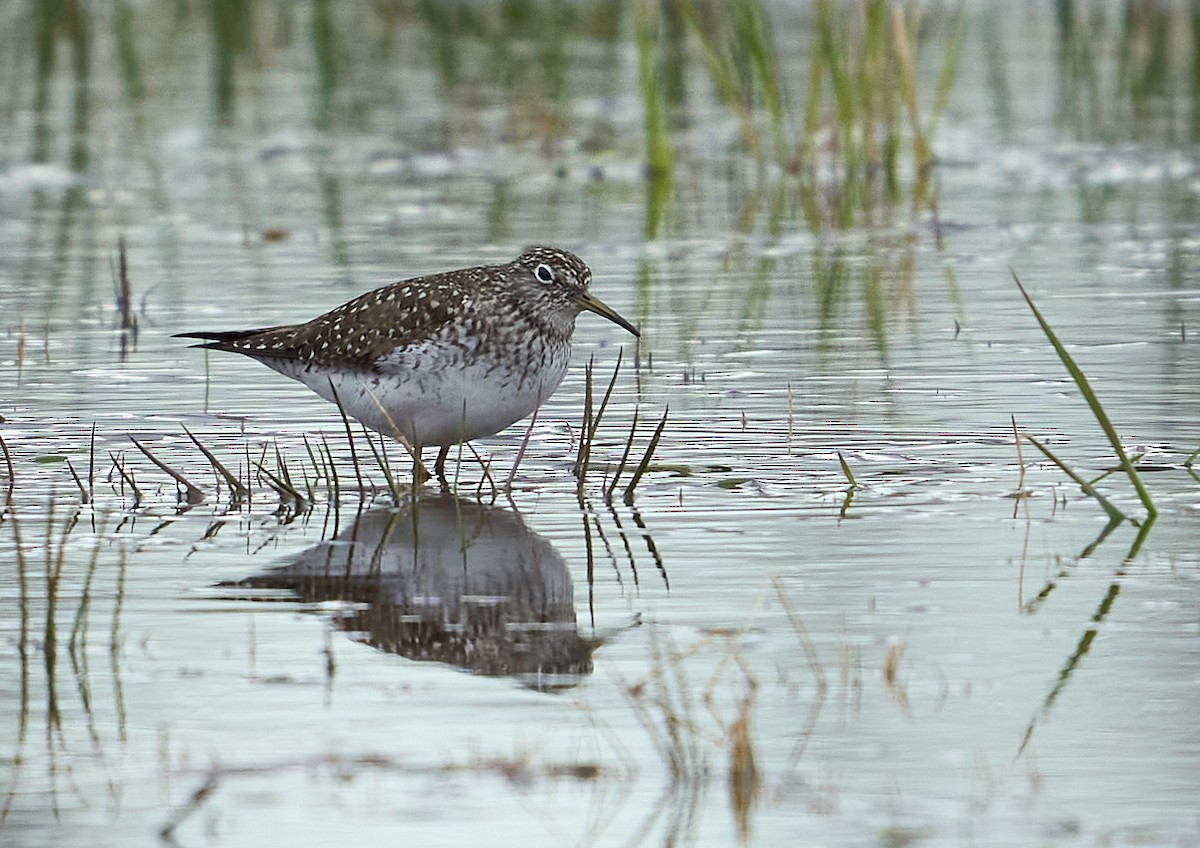 Solitary Sandpiper - Abby Sesselberg