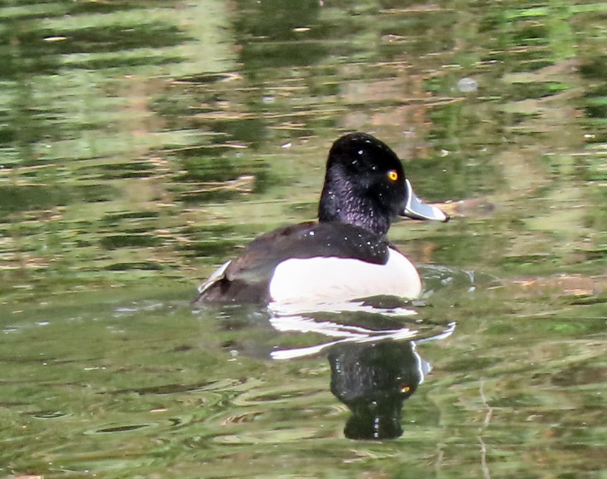 Ring-necked Duck - ML430903691