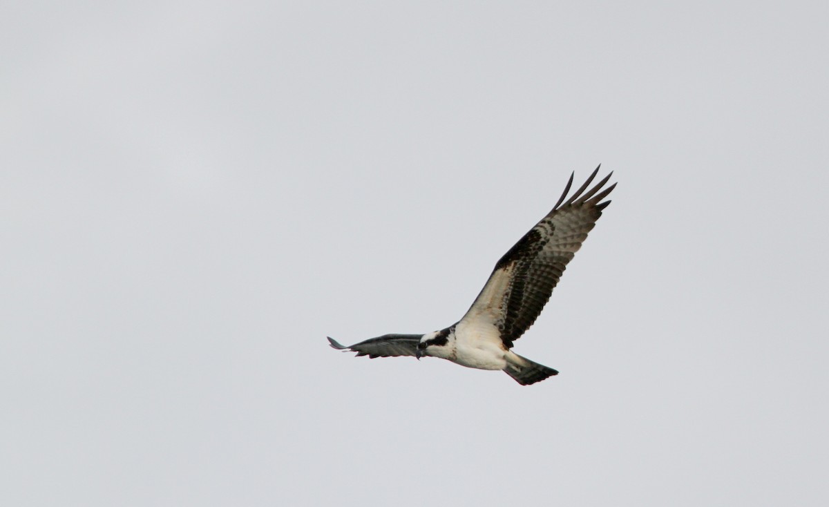 Osprey (carolinensis) - ML43090481