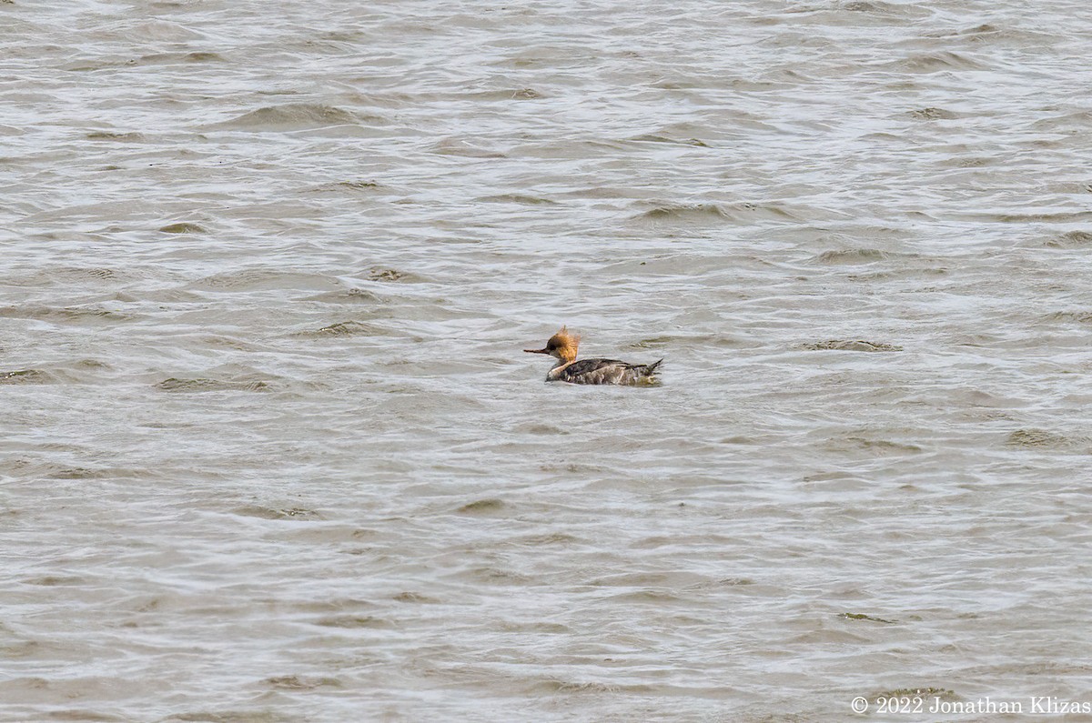 Red-breasted Merganser - ML430905011