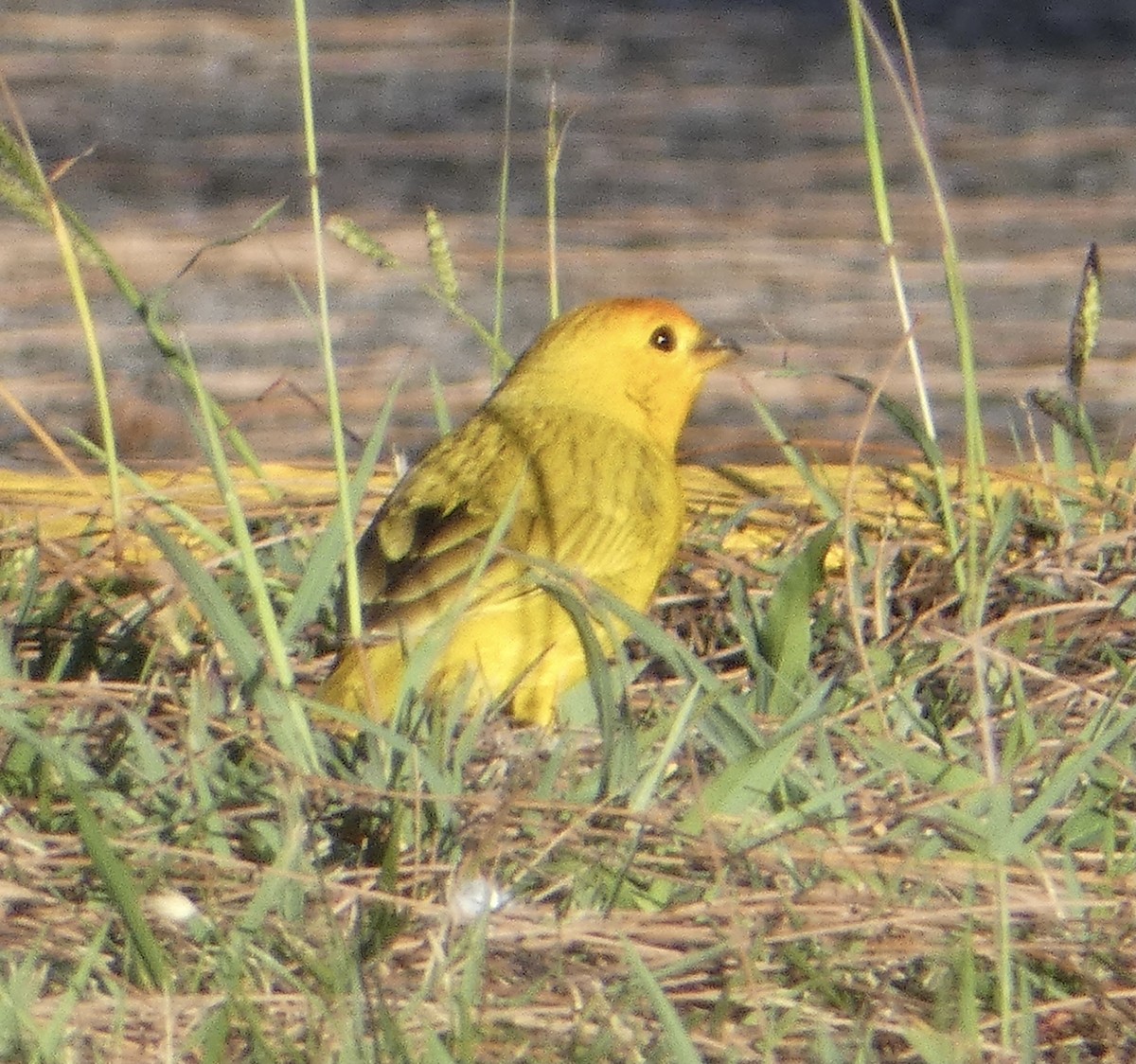 Saffron Finch - ML430905471