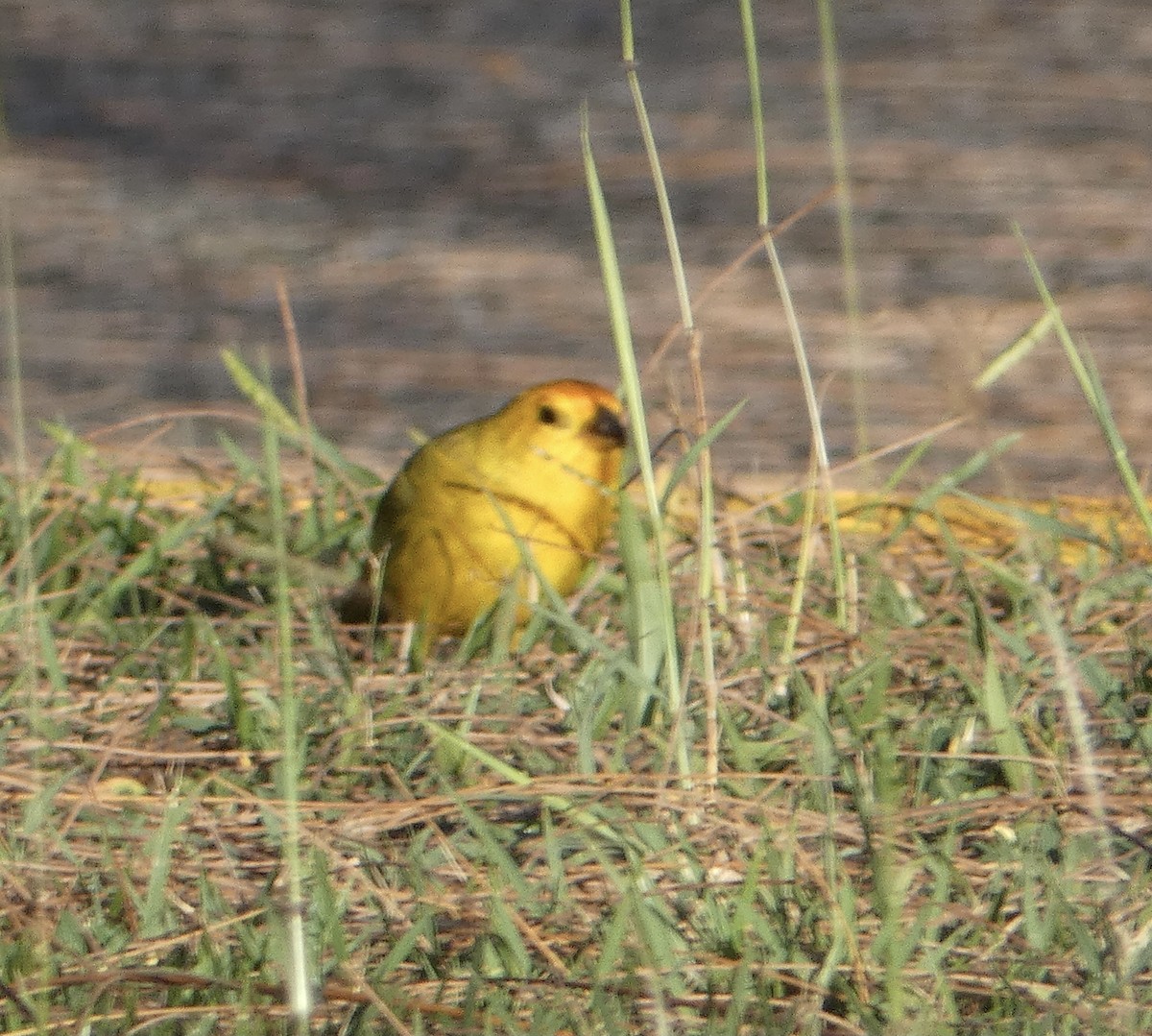 Saffron Finch - ML430905481