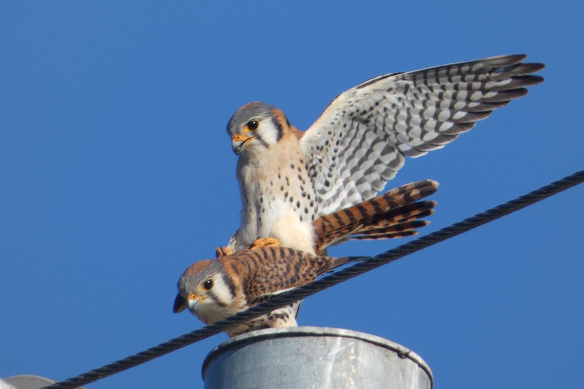 American Kestrel (Eastern Caribbean) - ML430905871
