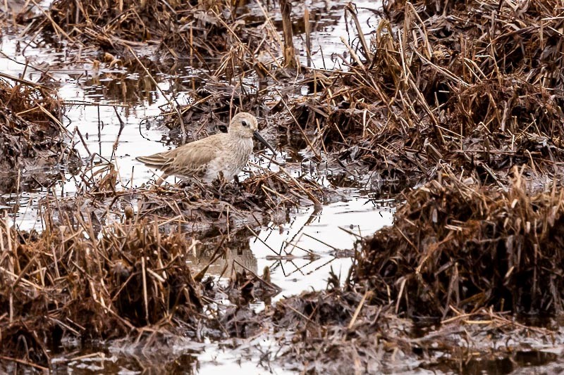 Хар элсэг - ML430906041