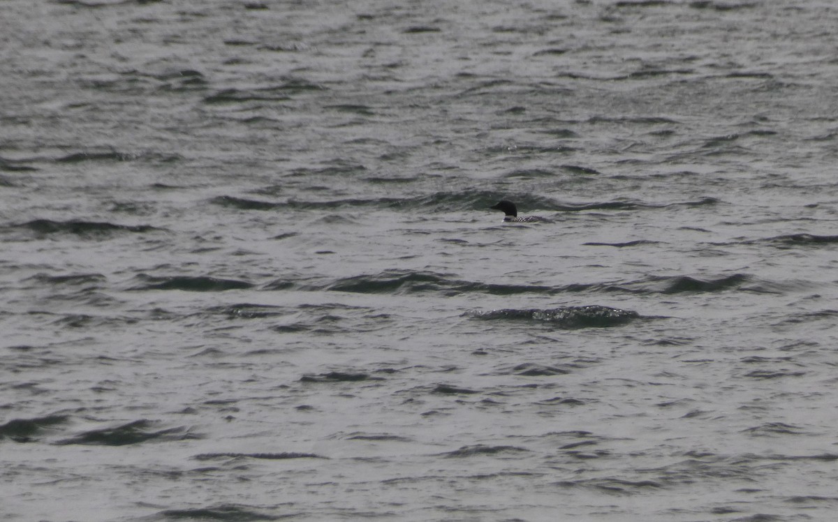 Common Loon - ML430906061